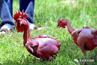 叫了只鸡最新爆料视频,揭秘视频背后的惊人真相！  第1张