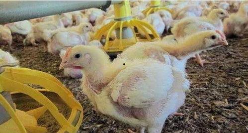 叫了只鸡最新爆料视频,揭秘视频背后的惊人真相！  第2张